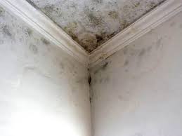 Why You Should Choose Our Mold Remediation Services in Sterling, VA