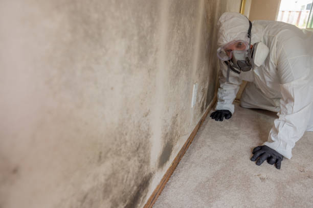 Trusted Sterling, VA Mold Removal Experts